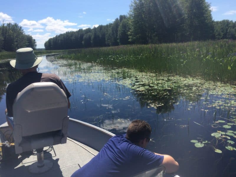 Total phosphorus levels can be high in areas of agricultural runoff, leading to increased growth of algae and other aquatic vegetation.