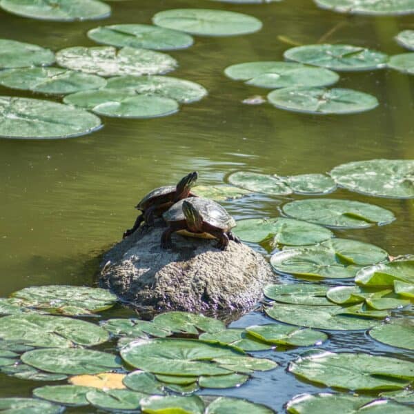 Aquatic plants, such as those found in this pond, play an important role in the cycling of nitrogen, including nitrates.